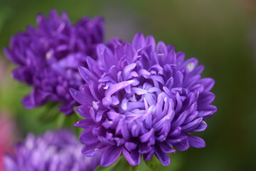 Violet aster peony flower closeup, on bokeh asters background.