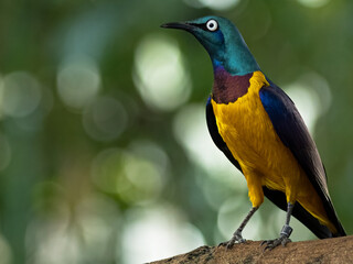 lilac roller on a branch