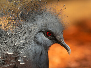 close up of a bird