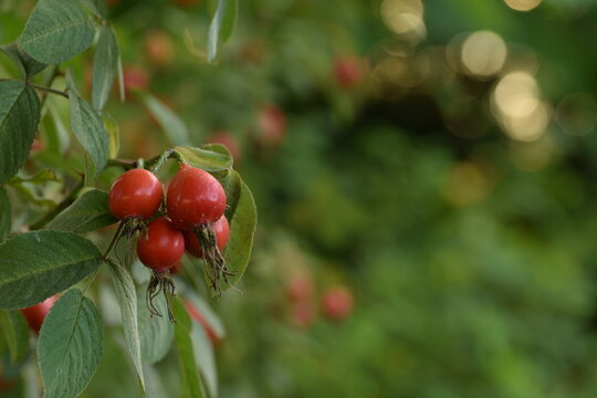 Red, ripe  fruits of apple rosa Karpatia an green garden background with bokeh lights.