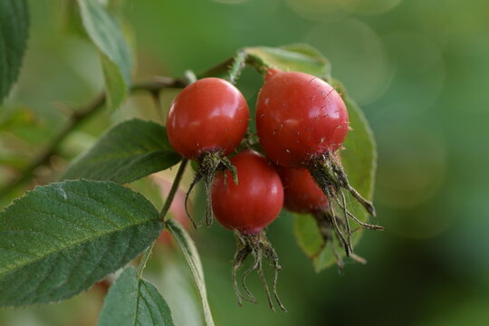 Red, ripe  fruits of apple rosa Karpatia closeup with leaf, bokeh green background.