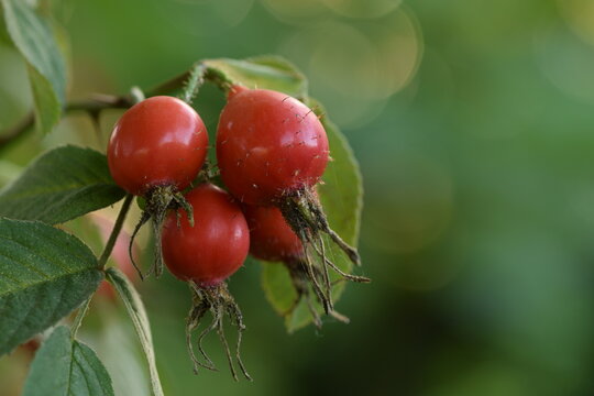 Red, ripe  fruits of apple rosa Karpatia closeup, bokeh green background with copy space.