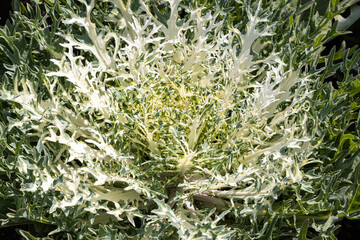 Beautiful white and green curved leaves Brassica oleracea on the flower bed in a garden in autumn