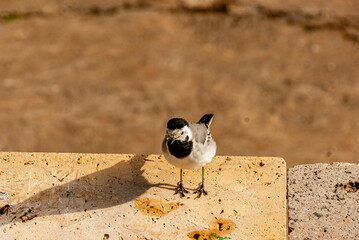 A little wagtail in the Ulyanovsk Park!