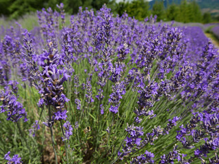 bellissimi campi di lavanda fiorita