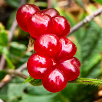 Red berries on a stone bramble rocky on the tundra