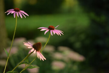 Pink echinacea flowers on bokeh garden background, floral background with green space for text.