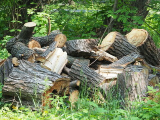 firewood in the garden