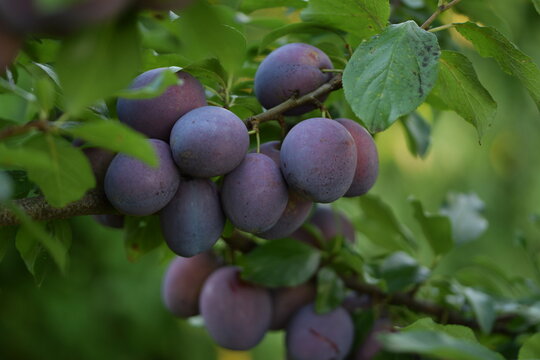Plums in organic orchard, ripe violet plums ready to harvest.
