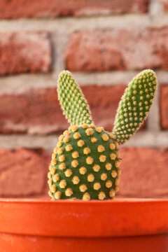 Green kactus on orange brick wall