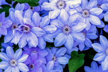 Blue flower background. Beautiful blue flowers closeup with blue and violet petals for background or texture. Soft focus.