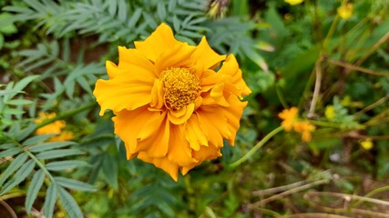 yellow flower