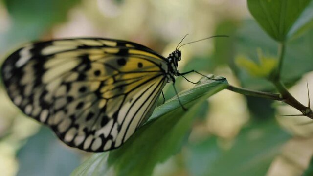 close up beautiful butterfly sitting on leaf in garden with yellow wings 4k footage