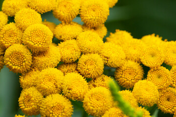 Tansy Tanacetum vulgare , plant with yellow flowers. It is used in medicine as an anthelmintic and choleretic agent