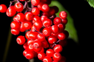 Red Elderberry Sambucus racemosa the branches inedible berries