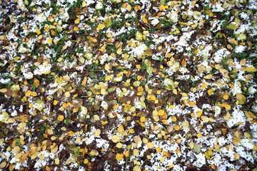 fallen leaves autumn abstract background, yellow leaves, october in the park, seasonal design