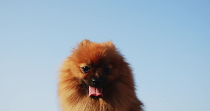 Close up muzzle red haired pomeranian spitz breathing with open mouth and tongue outdoor at blue sky background. Decorative purebred pomeranian spitz dog pet