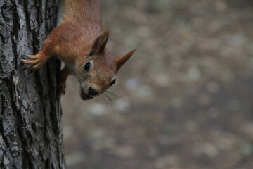 squirrel on a tree