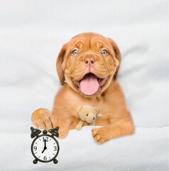 Mastiff puppy hugs toy bear and holds alarm clock under white blanket at home. Top down view