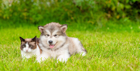 Naklejka na ściany i meble Alaskan malamute puppy and siamese kitten sit together on green summer grass. Empty space for text