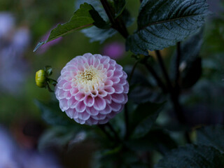Closeup on dahlia flower growing in the garden