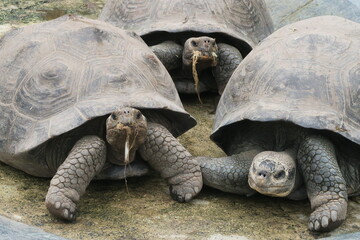 ガラパゴスゾウガメ