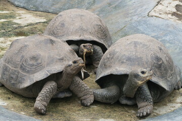 ガラパゴスゾウガメ