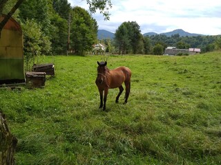 horses in the meadow