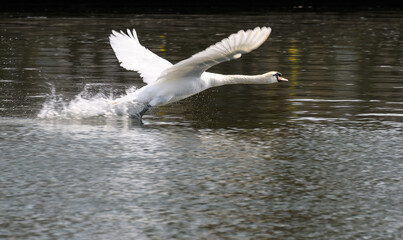 Mute swan takeoff