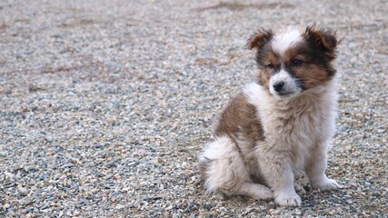 a sad little fluffy puppy sitting on a small pebble playground, an abandoned newborn dog cub, a...