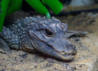 West African Dwarf Crocodile