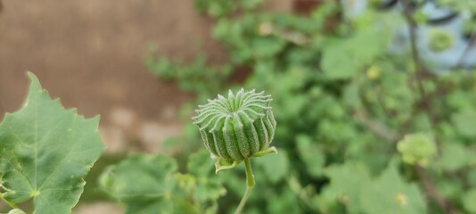 close up of a plant