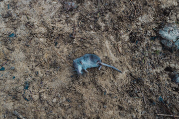 Rodenticide concept in agriculture. Gray field dead mouse on the ground in cloudy weather