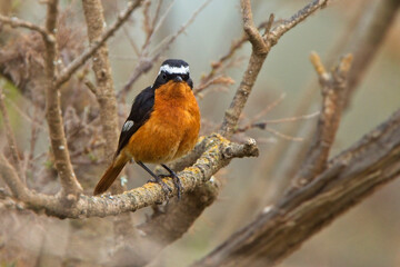 Moussier's Redstart (Phoenicurus moussieri), male perched in a bush, near Agadir, Morocco.