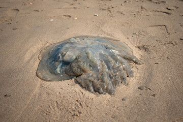A big washed up jellyfish at the Dutch coast (Kijkduin, The Hague, The Netherlands)