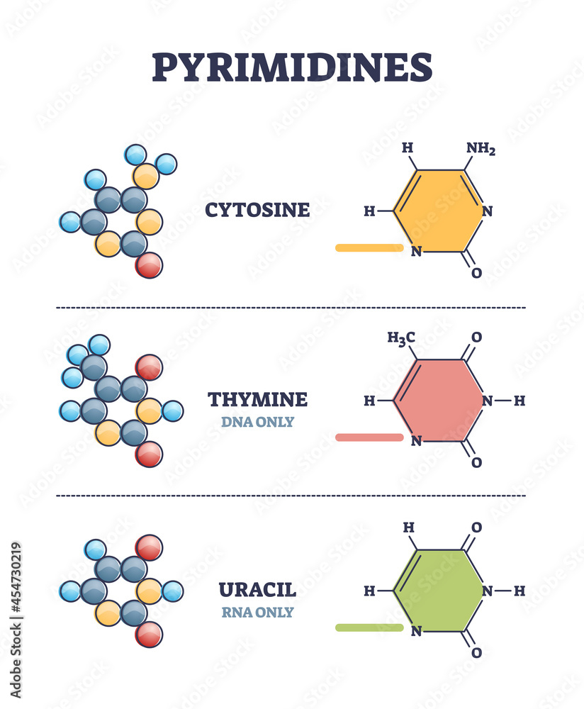 Poster pyrimidines as cytosine, thymine and uracil organic compound examples in outline diagram. collection