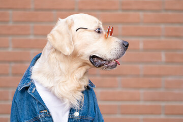 A cute dog in a denim jacket and sunglasses runs merrily down the street. Golden retriever in clothes creative photo