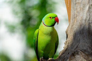 Indian Ringneck Parakeet with selective focus background and copy space 