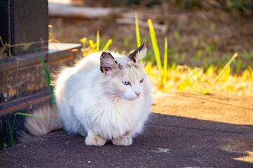 Gato abandonado em um cemitério na cidade de Goiânia.