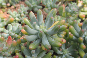 Sedum Pachyphyllum, silver-green succulent with short, thick leaves. Common names include Jelly Beans and Many Fingers.