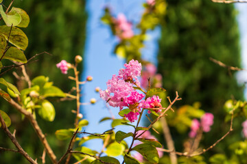 Lagerstromia or Indian lilac in bloom. Bright sunny day. Great background for the site.