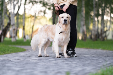 young man walks in the park with his dog on a sunny day. Golden Retriever walks on a leash with its owner