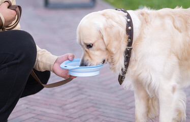 A man gives a dog a bowl of water in the park. Golden Retriever quenches thirst in the heat outside - obrazy, fototapety, plakaty