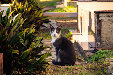 Gato abandonado em um cemitério na cidade de Goiânia.