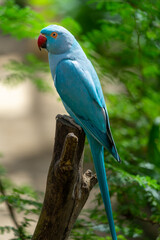 Indian Ringneck Parakeet with selective focus background and copy space 