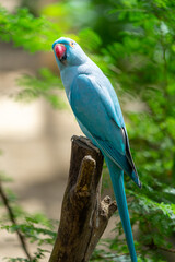 Indian Ringneck Parakeet with selective focus background and copy space 