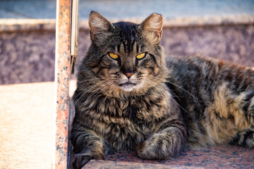 Gato abandonado em um cemitério na cidade de Goiânia.