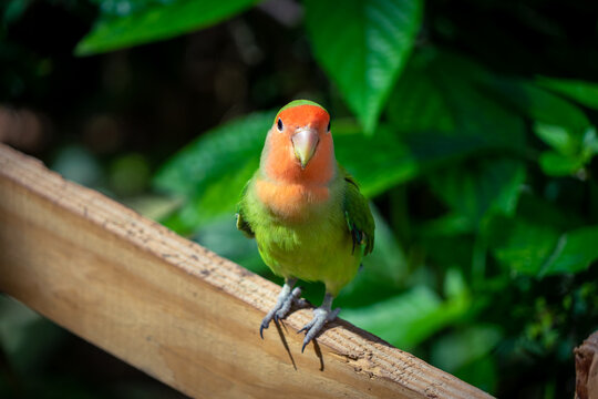 Love birds, jay day conjure. parrot with selective focus background and copy space 