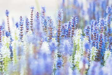 Fototapeta premium lavender in the field