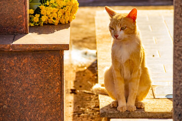 Gato abandonado em um cemitério na cidade de Goiânia.